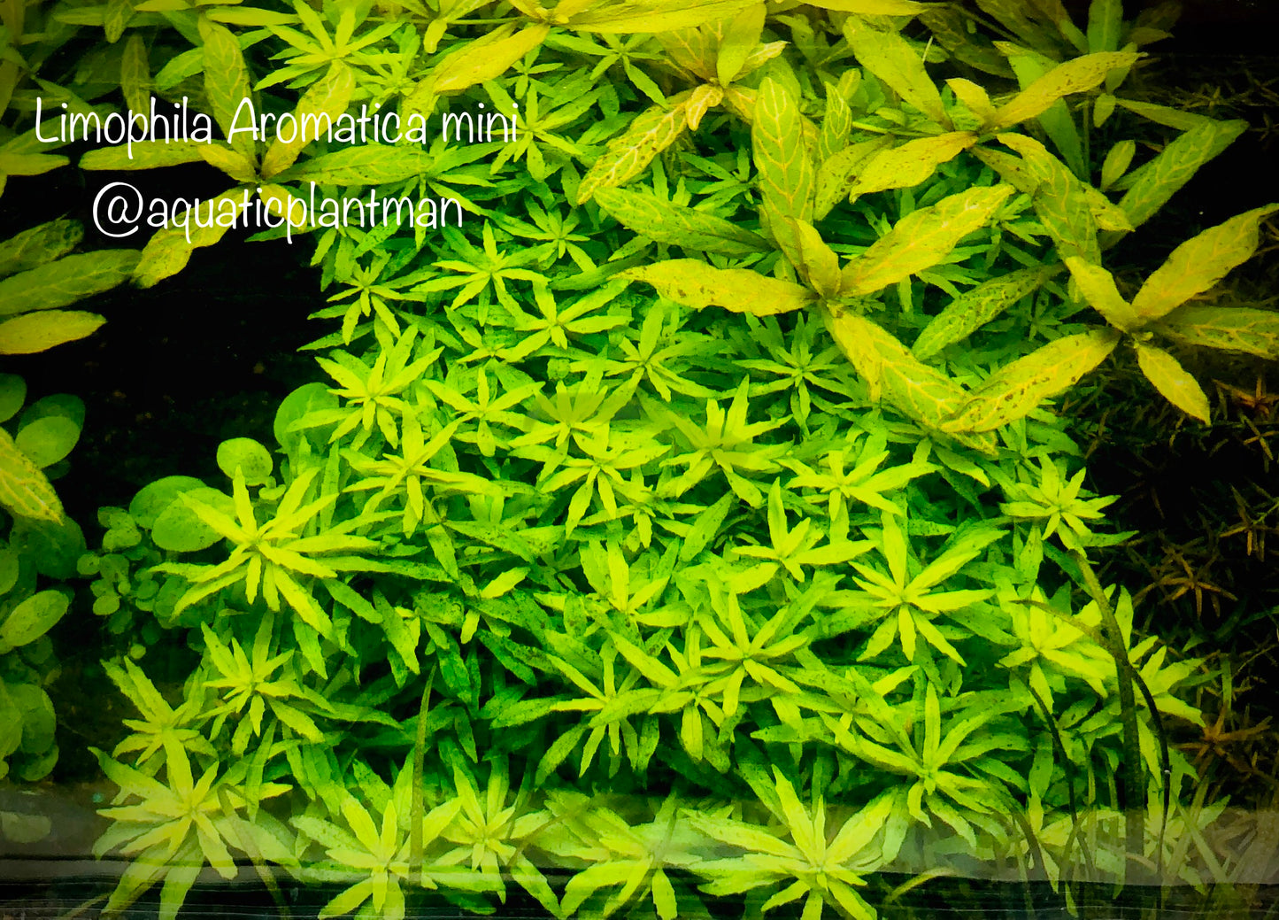 Limnophila Aromatica mini