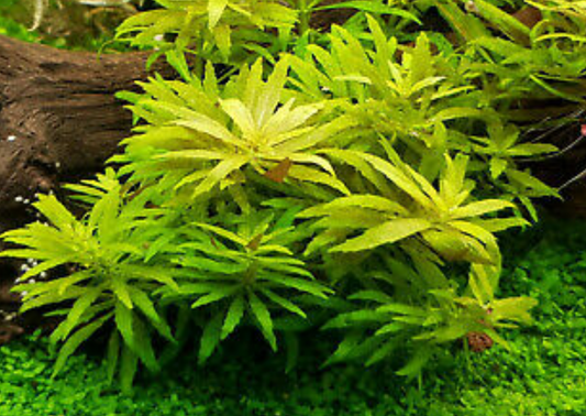 Limnophila hippuridoides