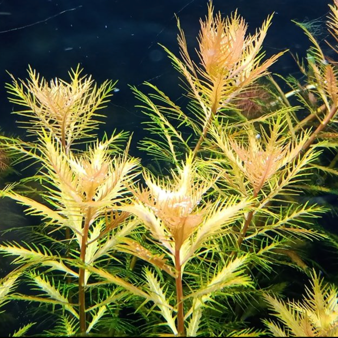 Mermaid Weed (Proserpinaca palustris)