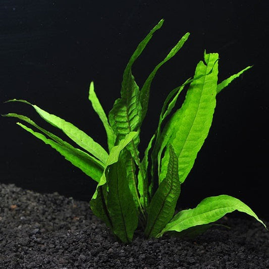 Microsorum Pteropus (Java Fern) Locally grown in Toronto water