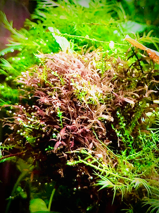Red Moss Caloglossa cf. beccarii