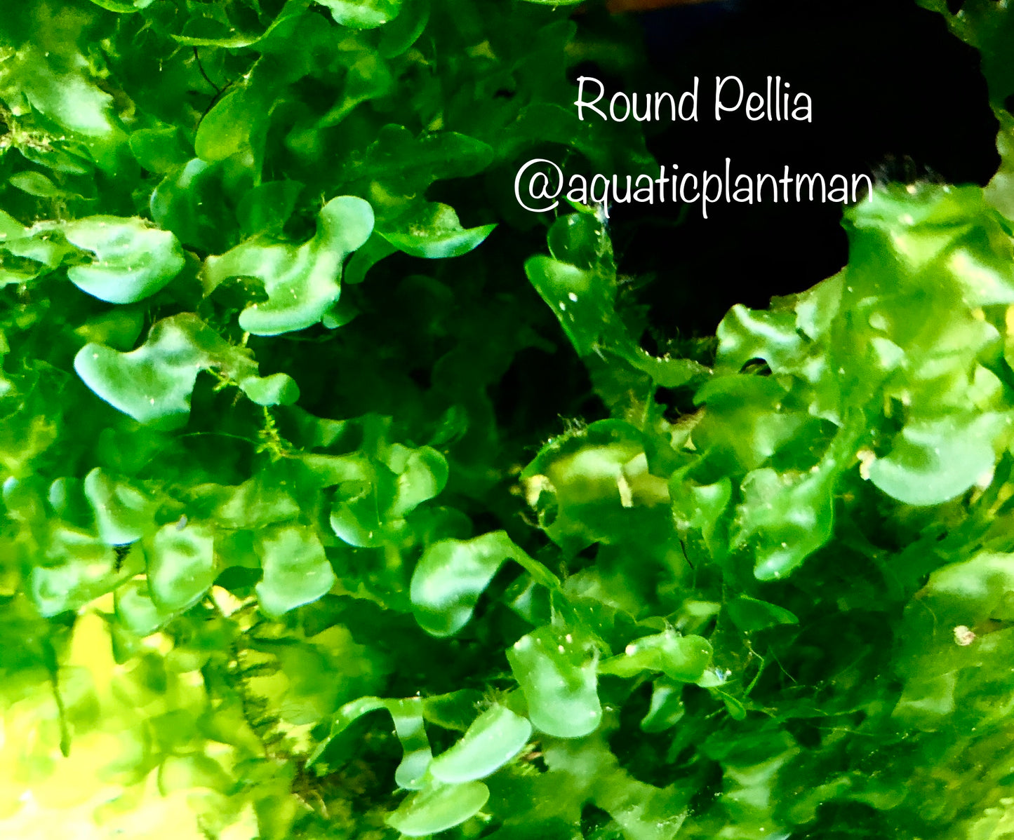Round Pellia Moss