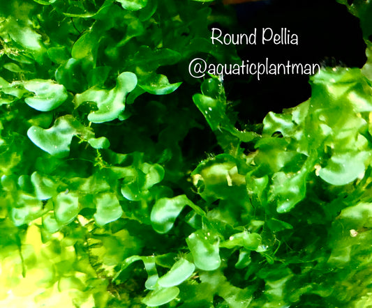 Round Pellia Moss