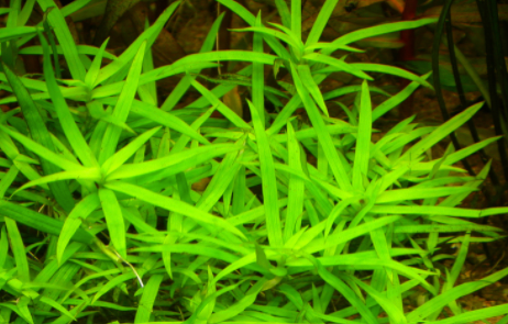 Star Grass (heteranthera zosterifolia)