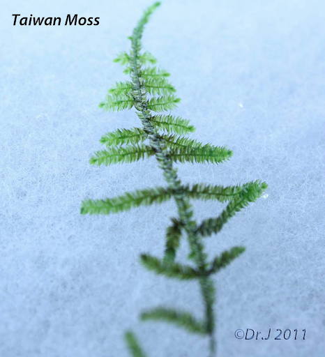Taiwan Moss