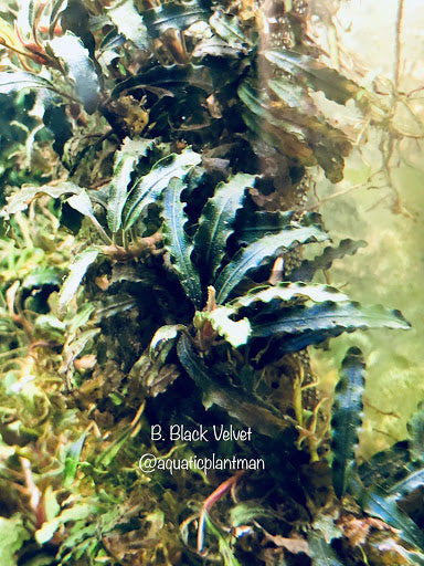 Bucephalandra Velvet 