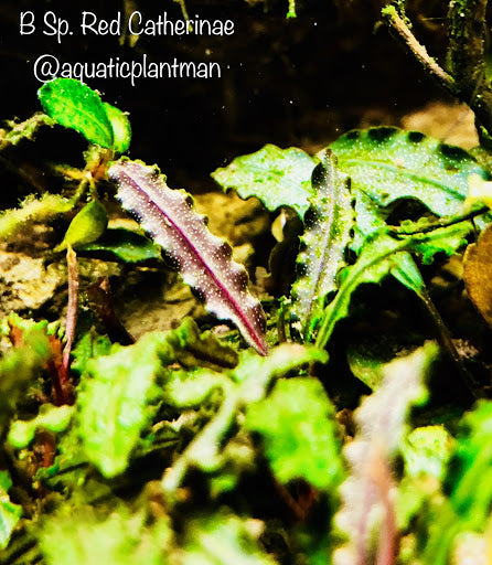 Bucephalandra Catherine