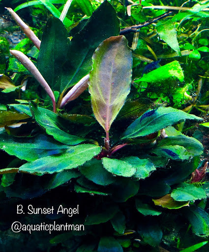 Bucephalandra Sunset Angel