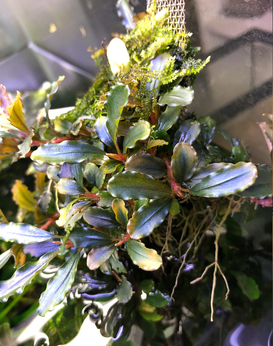 Bucephalandra Thea Red