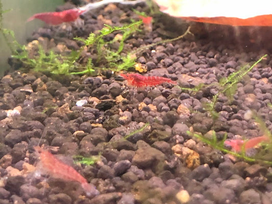 Cherry shrimp mixed grades