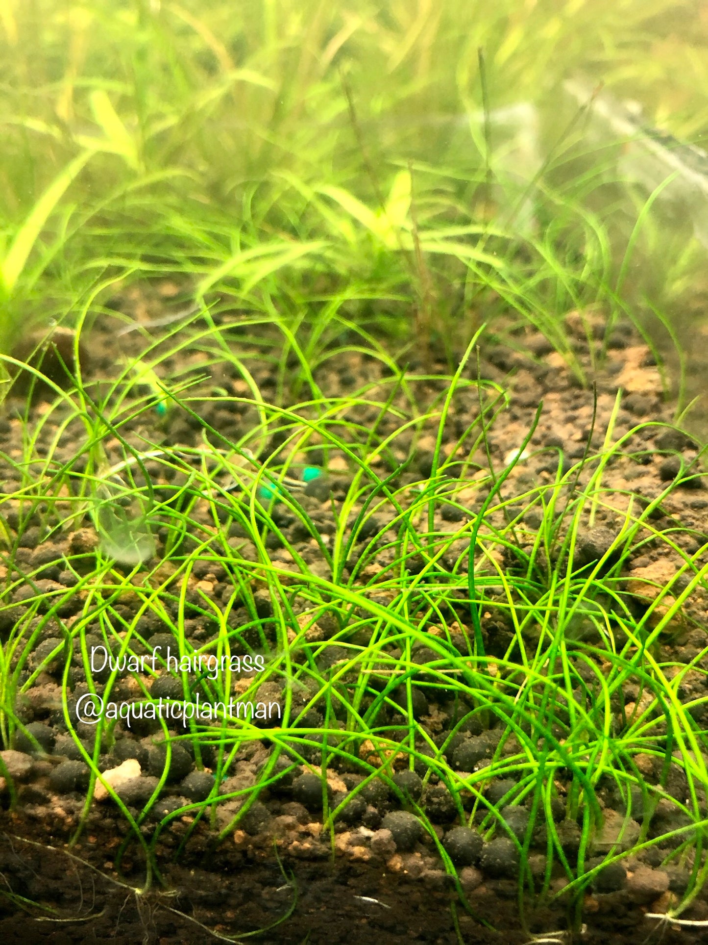 Dwarf hairgrass ( eleocharis acicularis )
