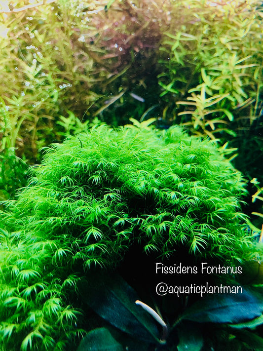 Phoenix Moss (fissidans fontanus)
