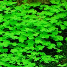 Hydrocotyle Tripartita
