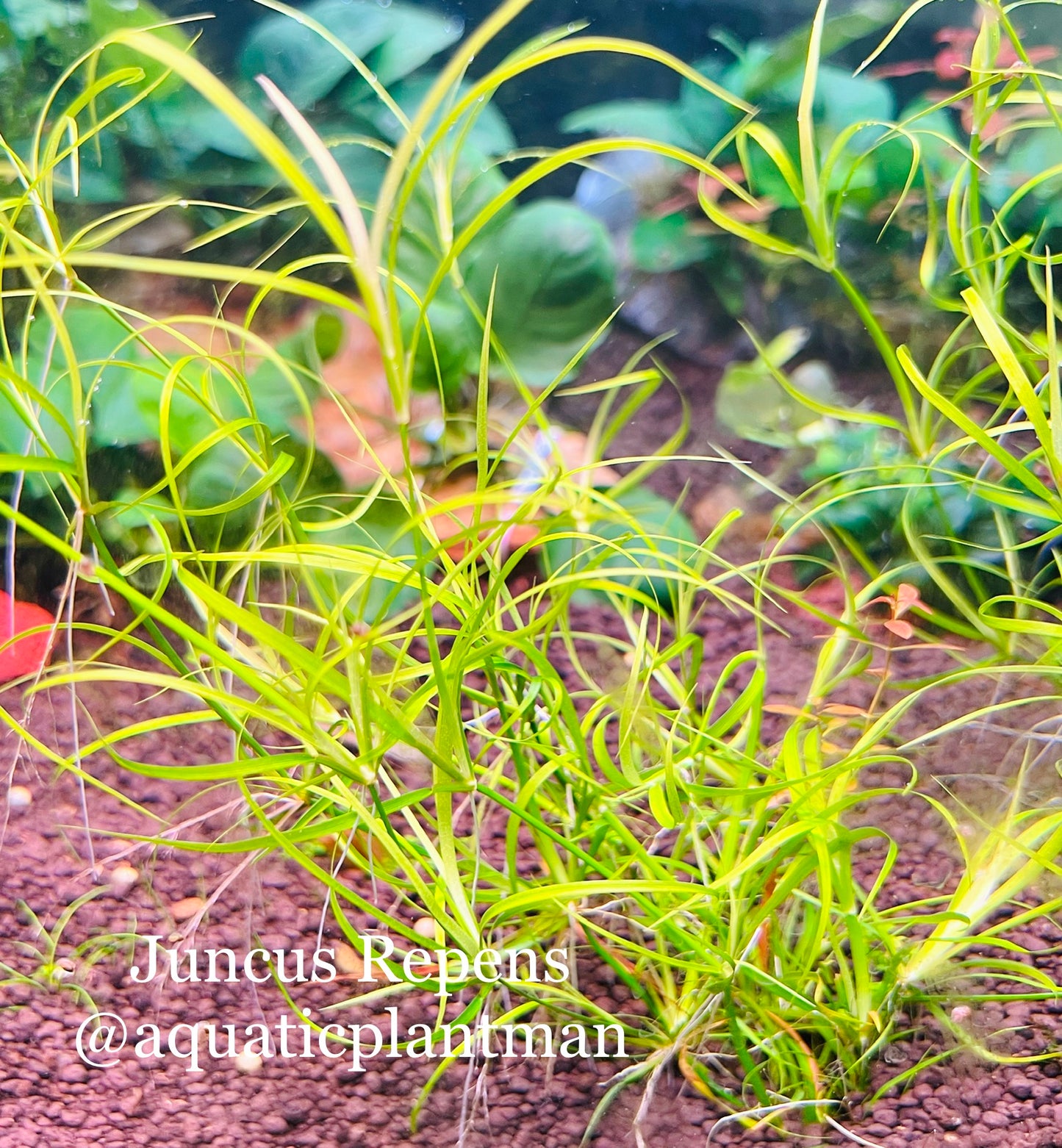 Juncus Repens
