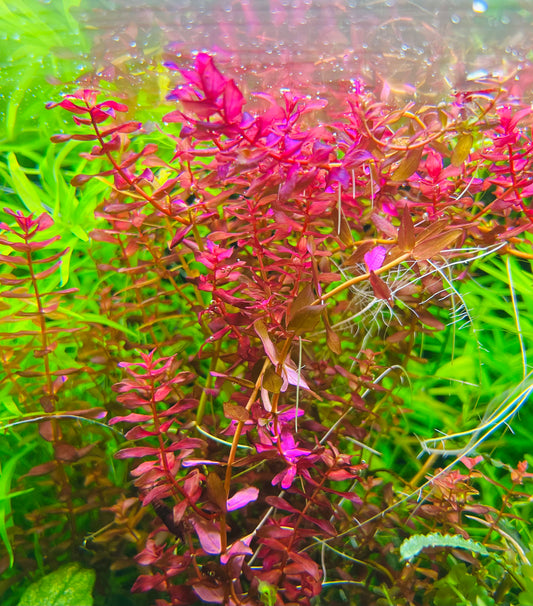 Rotala Macrandra mini butterfly type 2