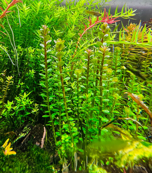 Rotala Bonsai