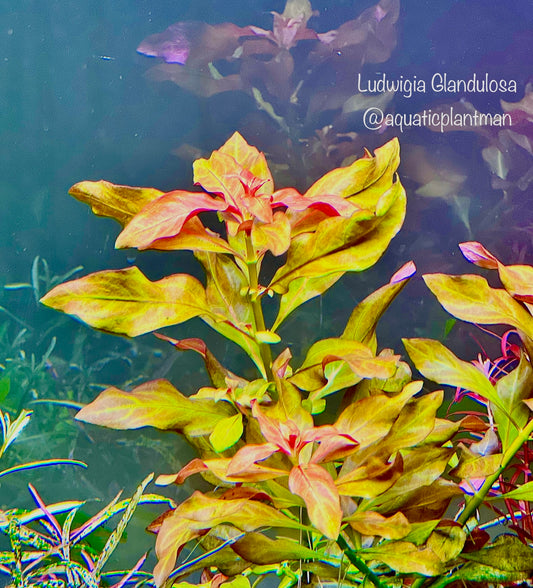 Ludwigia Glandulosa