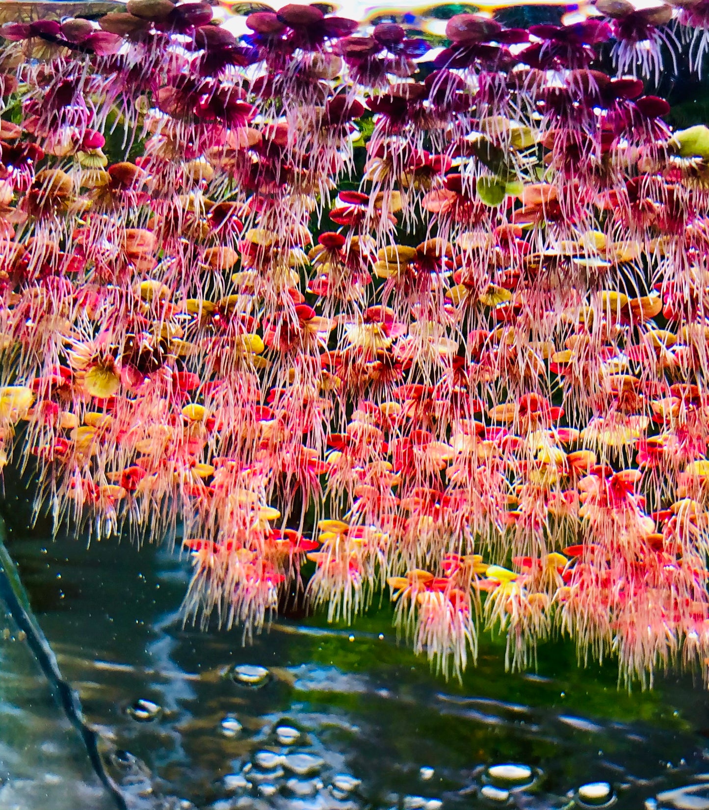 giant duck weed pink 