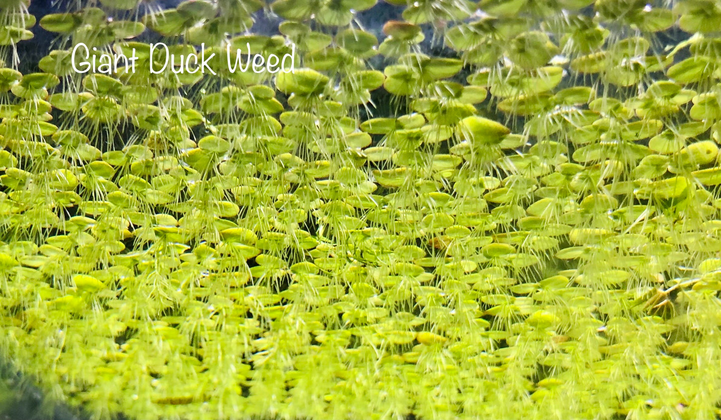 Giant duck weed