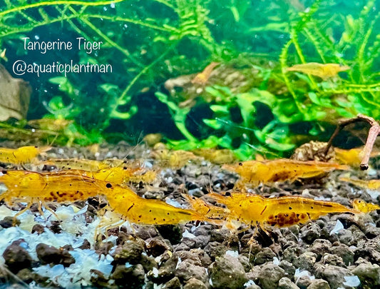 Tangerine Tiger Shrimp (tap water)
