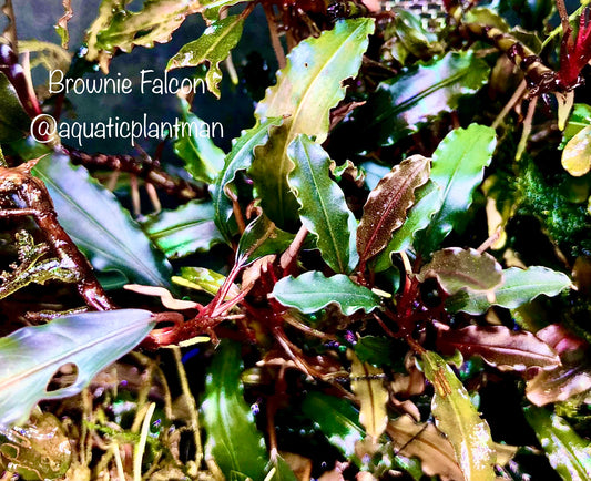 Bucephalandra Brownie Falcon