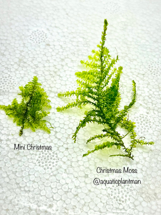 Mini Christmas Moss
