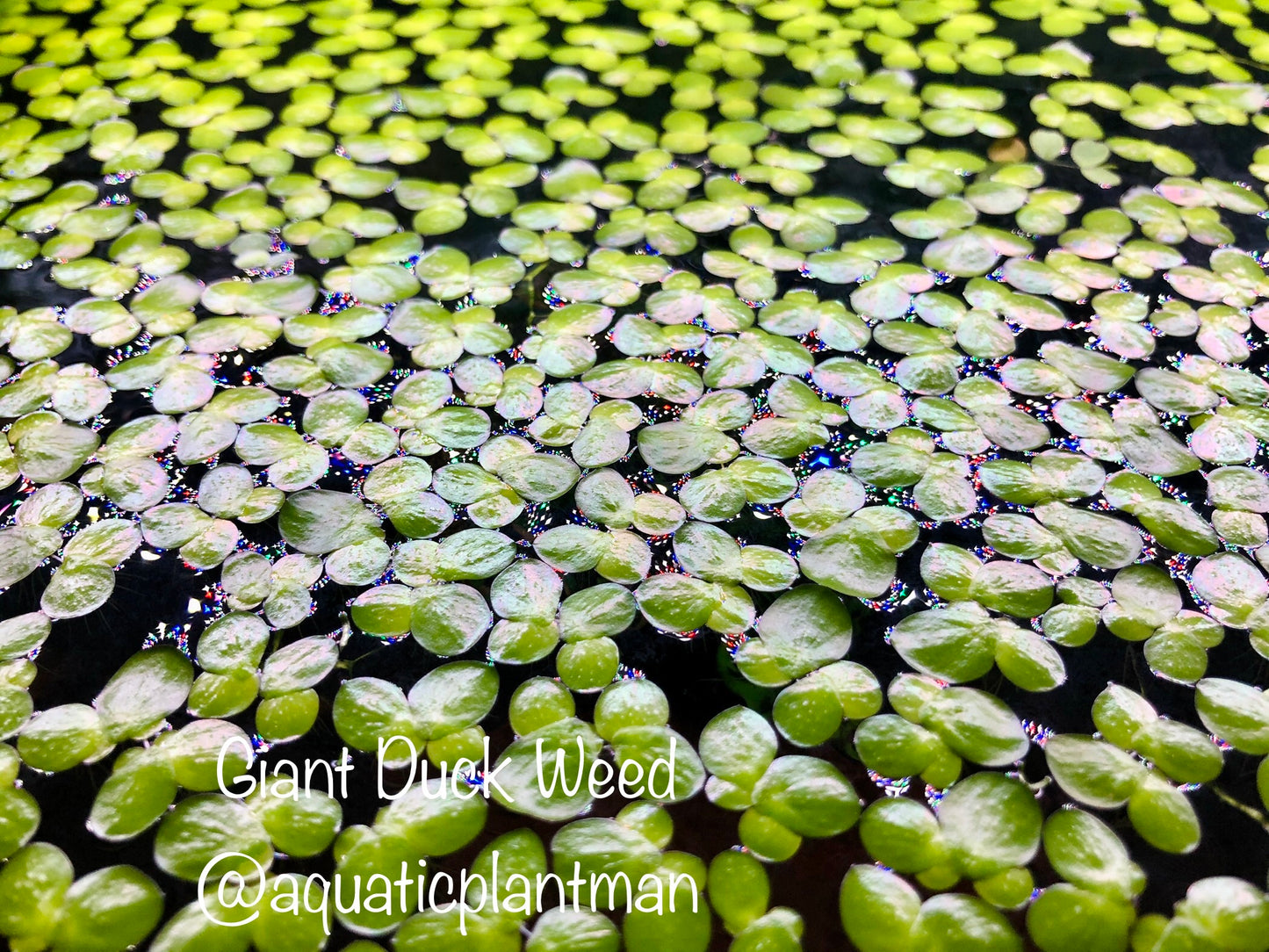 giant duckweed toronto 