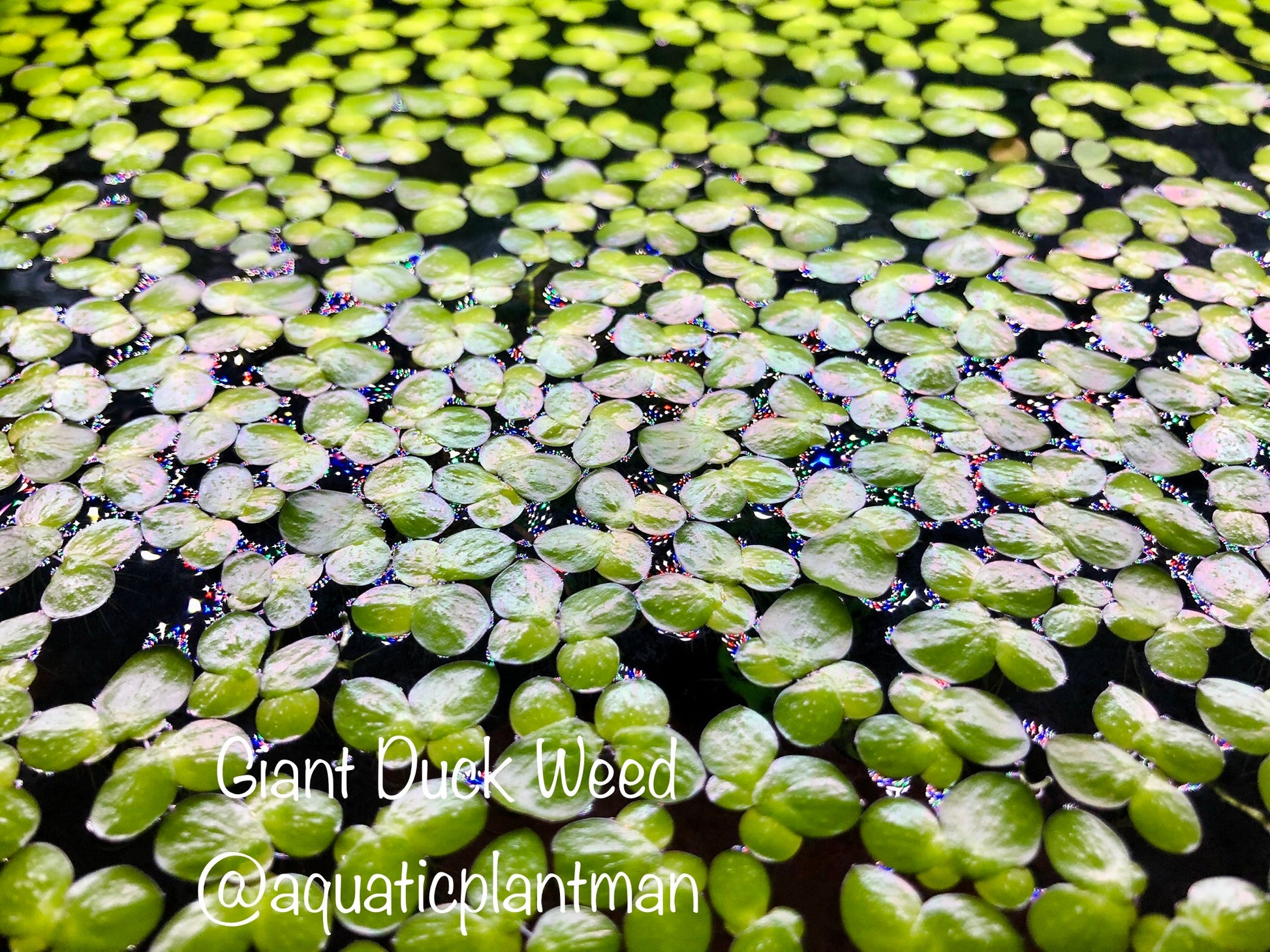 giant duckweed toronto 