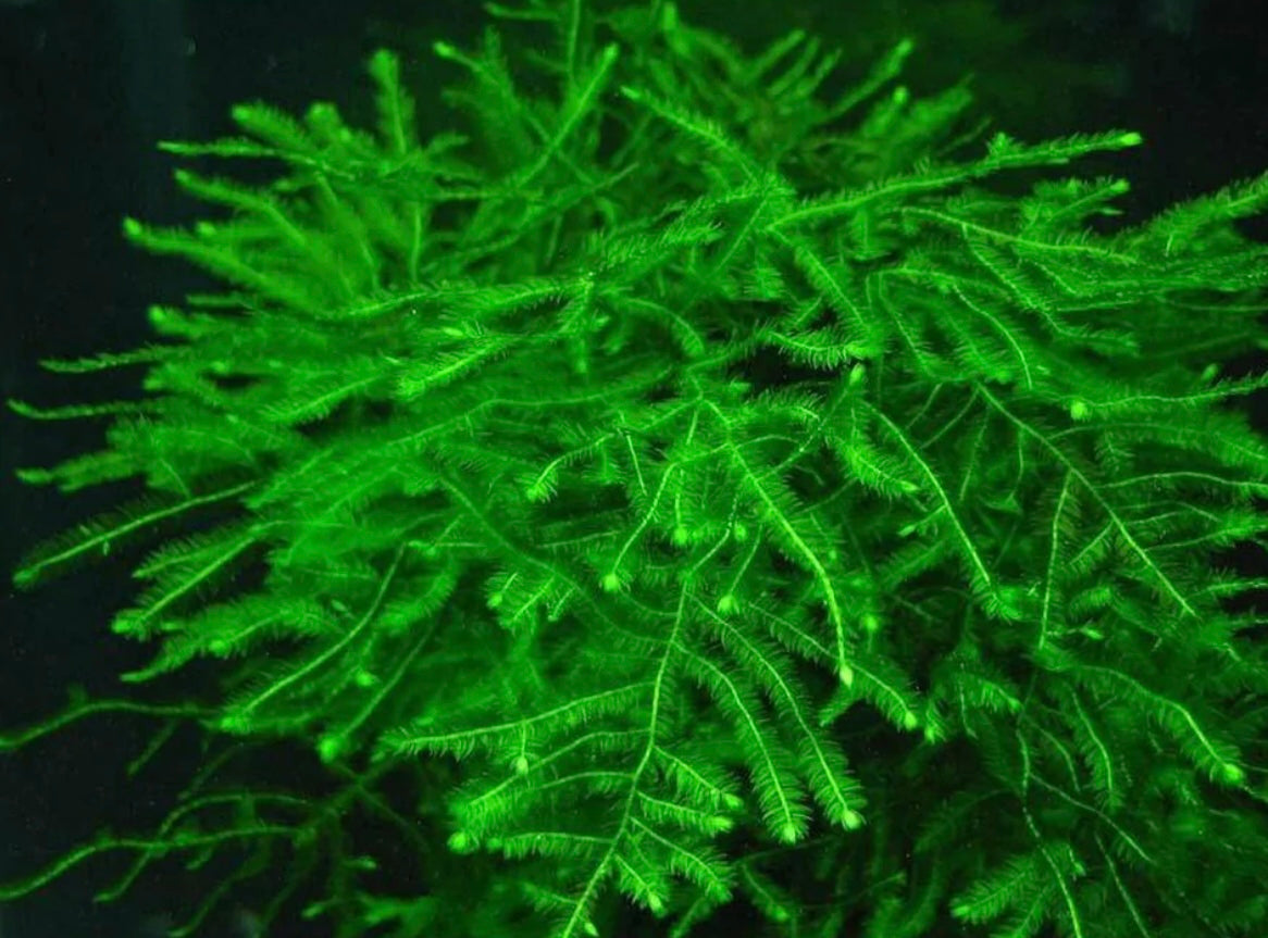 Mystery Moss Packages