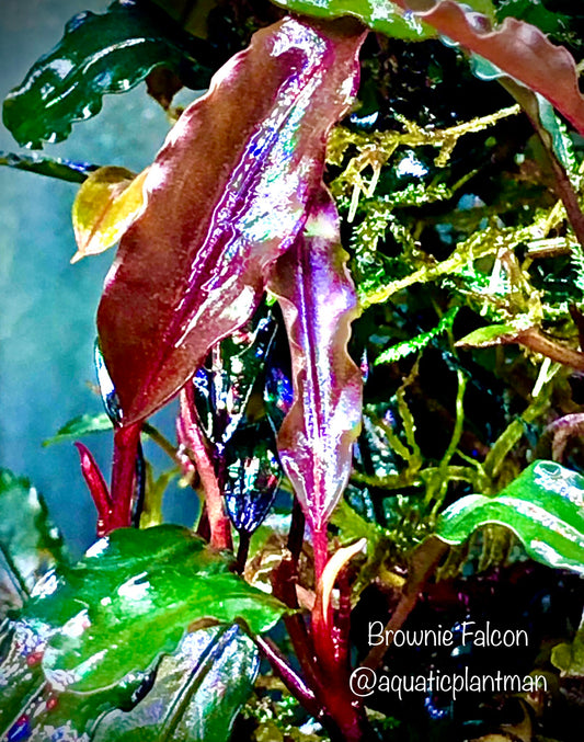 Bucephalandra Brownie Falcon