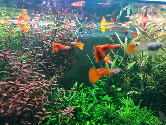 Albino full red guppy pair