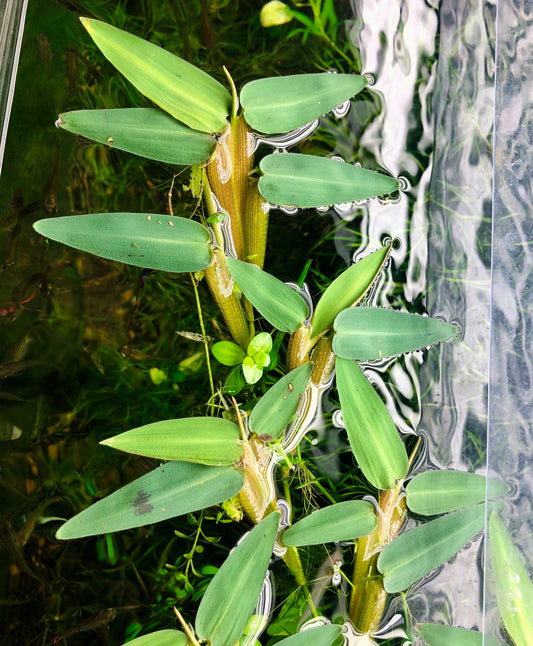 Hygroryza Aristata (floating aquatic plant)