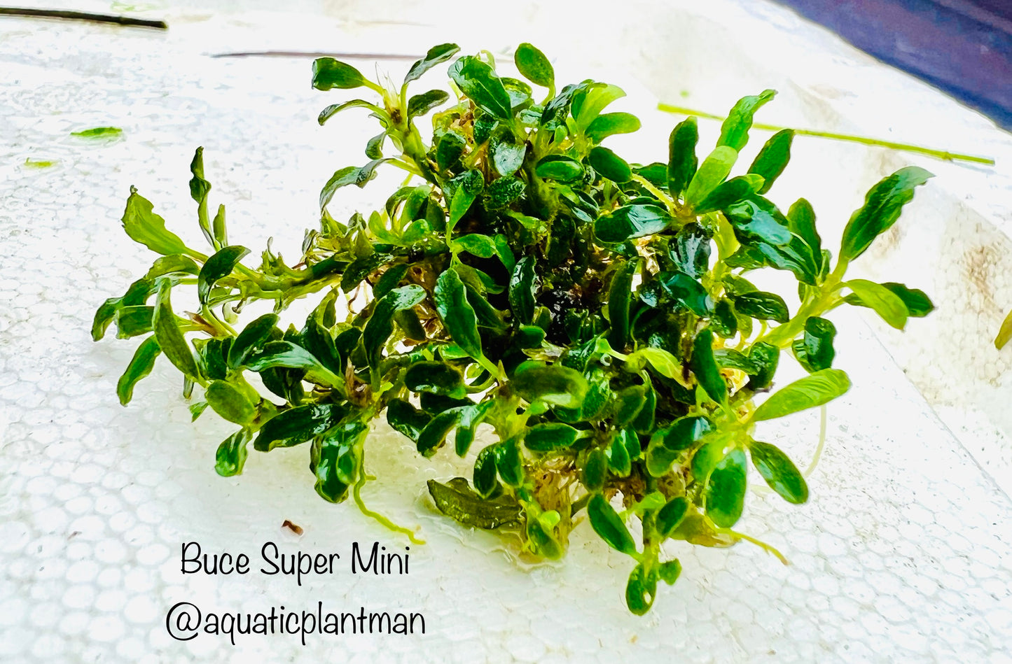 Bucephalandra Super Mini