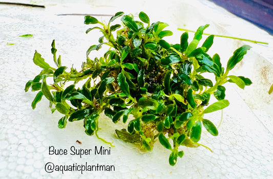 Bucephalandra Super Mini