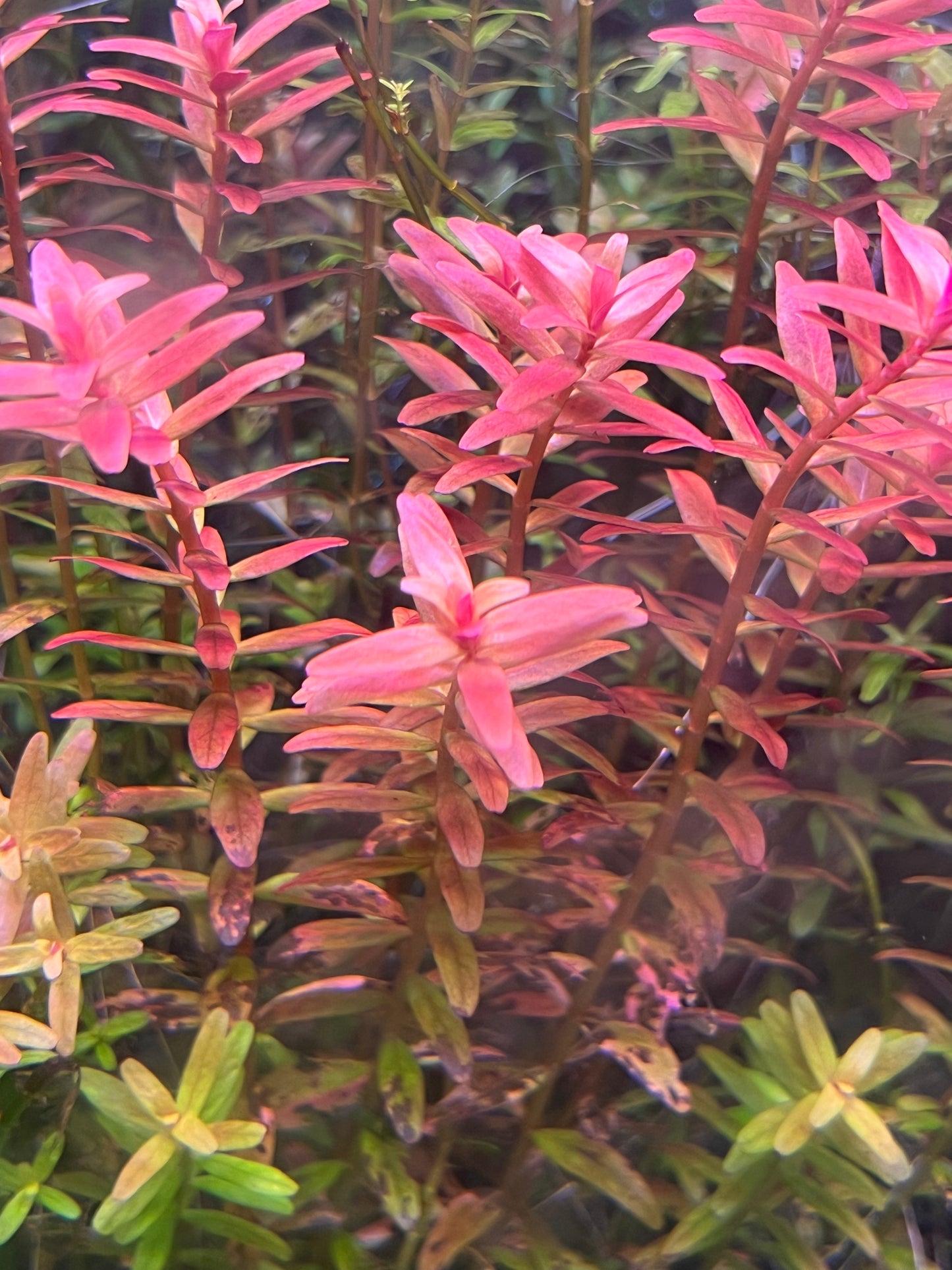 Rotala Macrandra mini pink