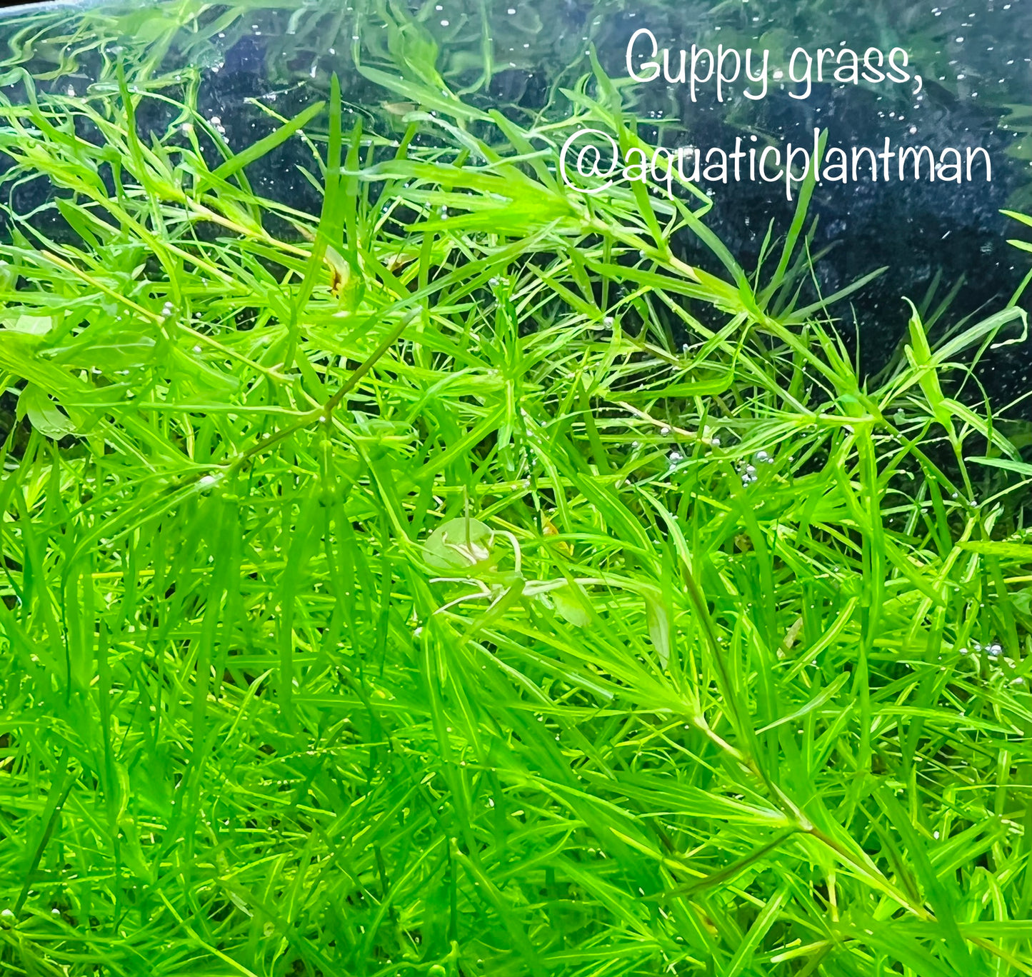 Guppy grass
