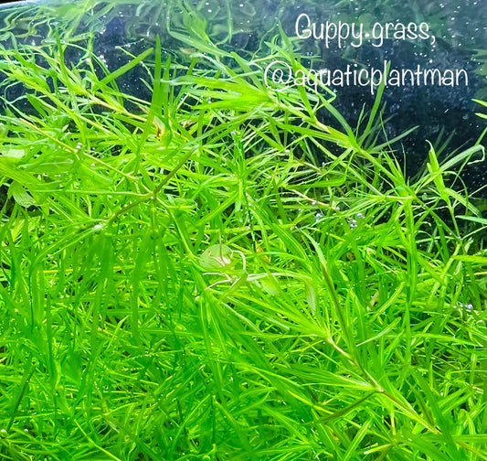 Guppy grass