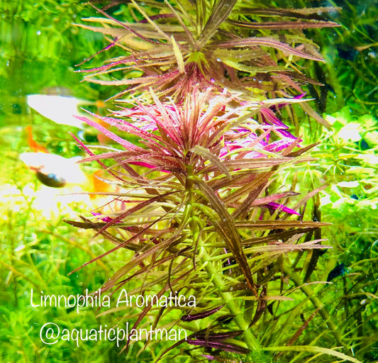 Limnophila Aromatica Belems