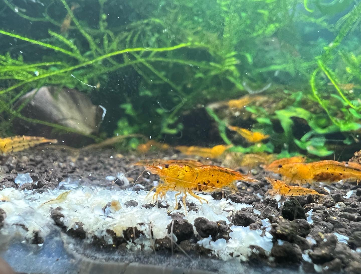 Tangerine Tiger Shrimp (tap water)