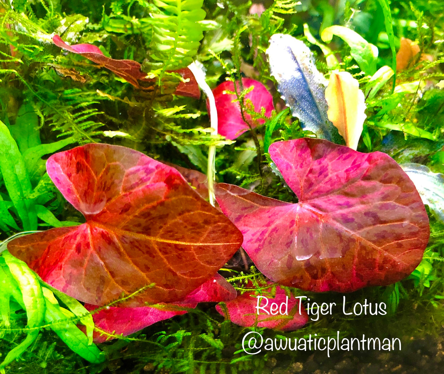 Red Tiger Lotus