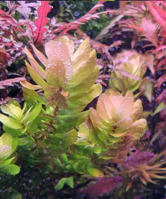 Rotala Tulunadensis