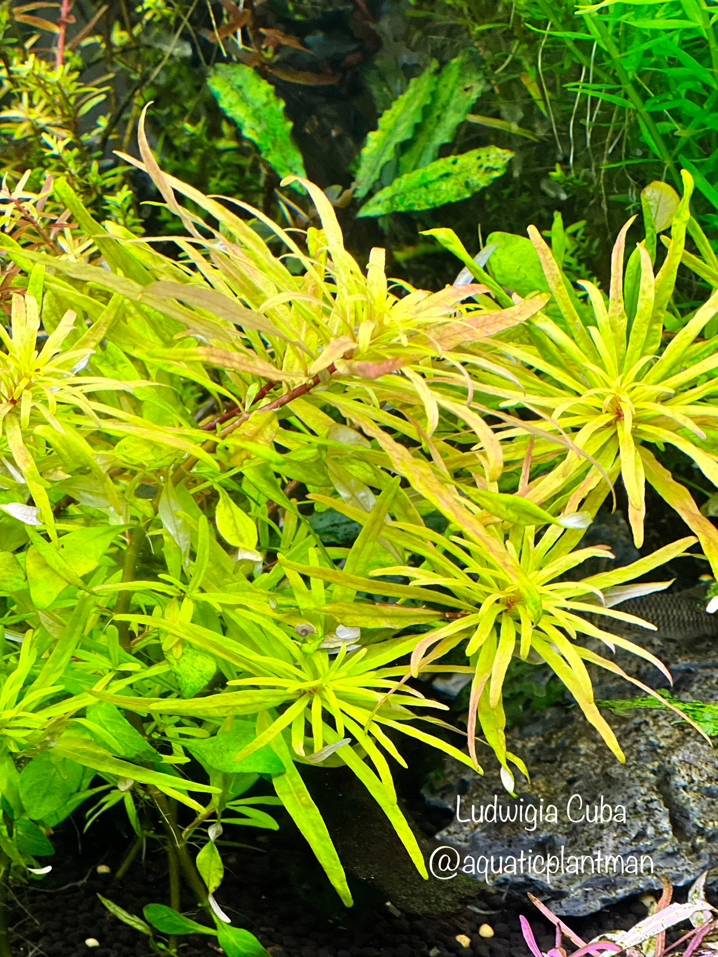 Ludwigia inclinata sp cuba