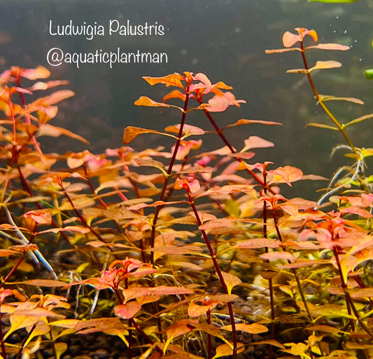 Ludwigia Palustris