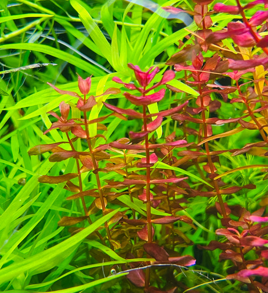 Rotala Macrandra mini butterfly type 2