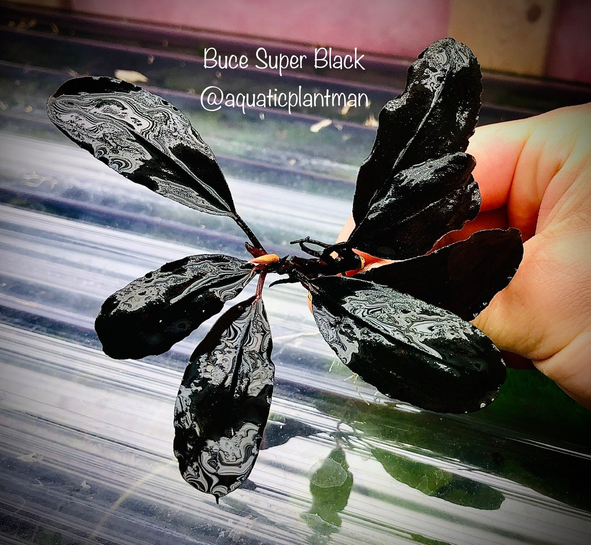 bucephalandra superblack toronto canada