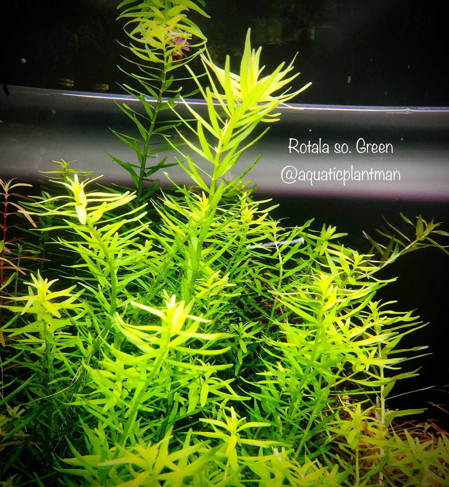 Rotala sp. green