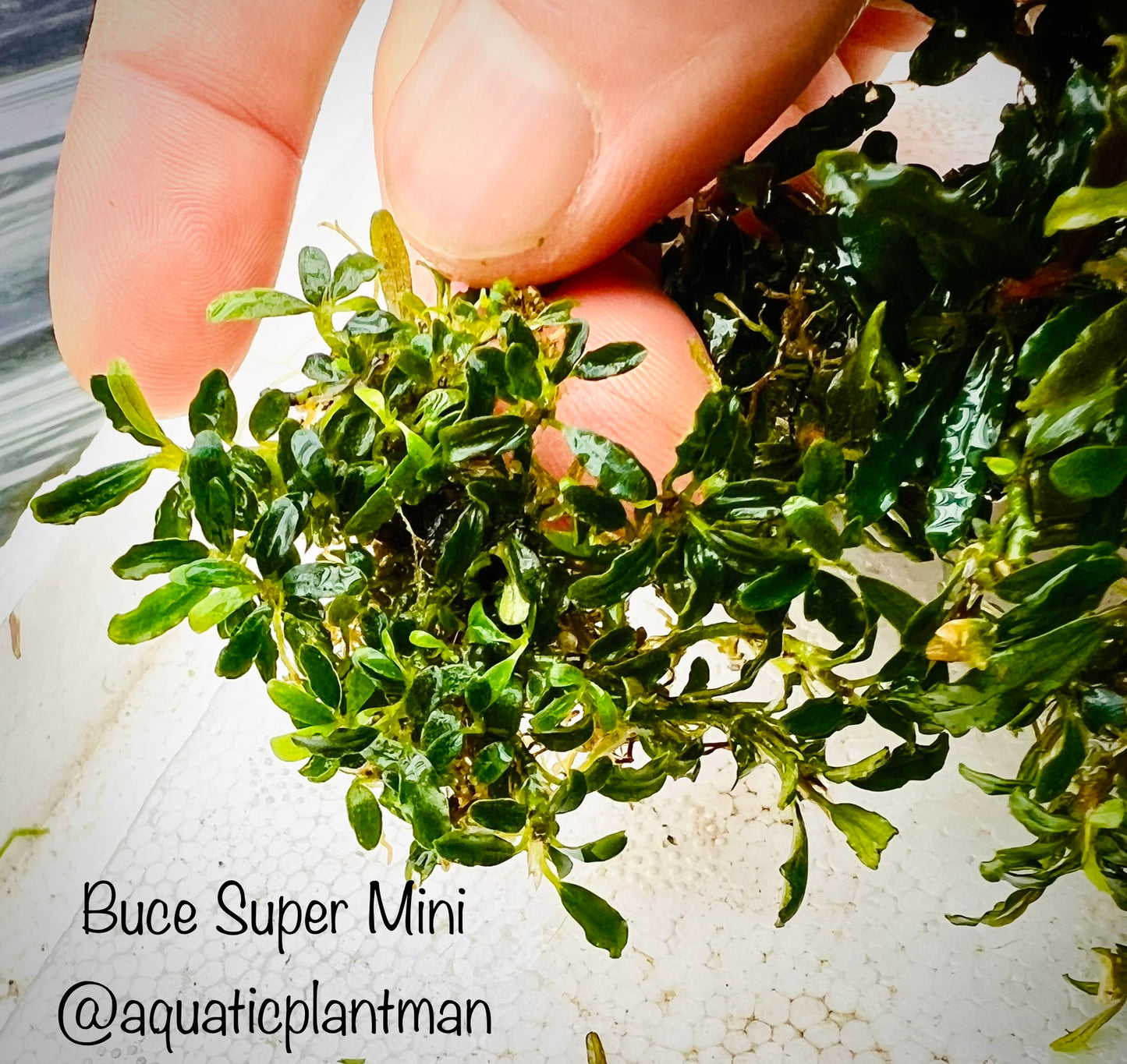 Bucephalandra Super Mini