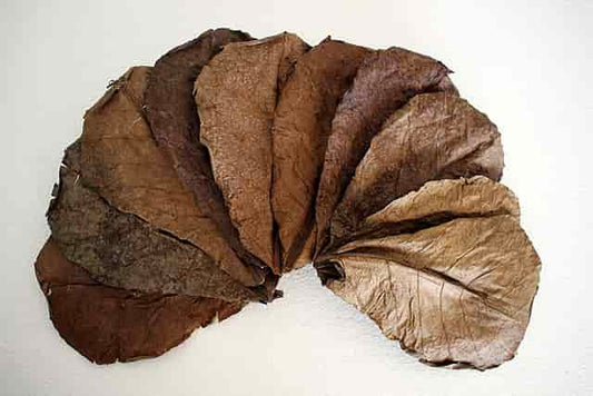 Indian Almond leaves 12 pack