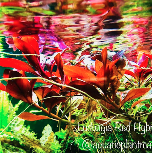 Ludwigia Repens Red Hybrid