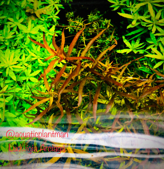 Ludwigia Arcuata